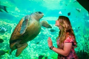 Bindi Irwin