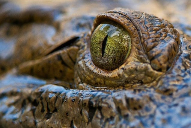 Florida Untamed