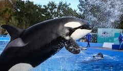 Killer whale life spans