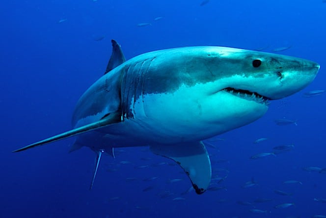 shark week