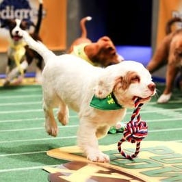 puppy bowl