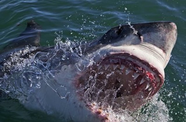 shark week