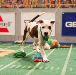 puppy bowl