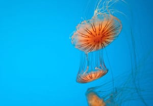 Jellyfish