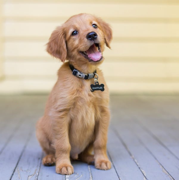 puppy