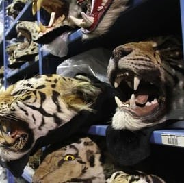 racing to extinction