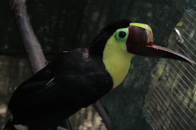 Animal Planet Toucan