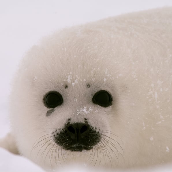 seal