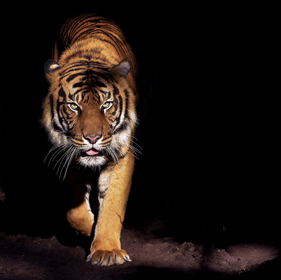 tiger