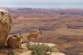 PLANET EARTH II
