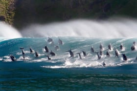 BLUE PLANET II
