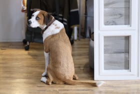 Downward Dog