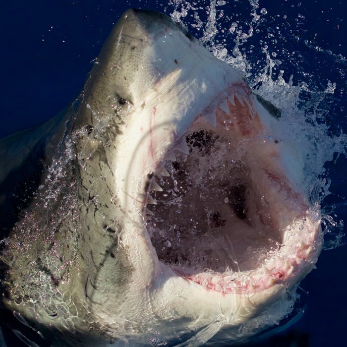 Great White Serial Killer