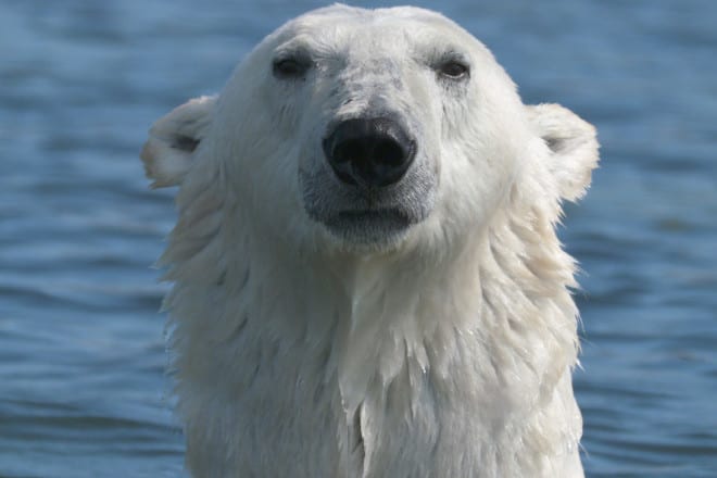 Bear Head