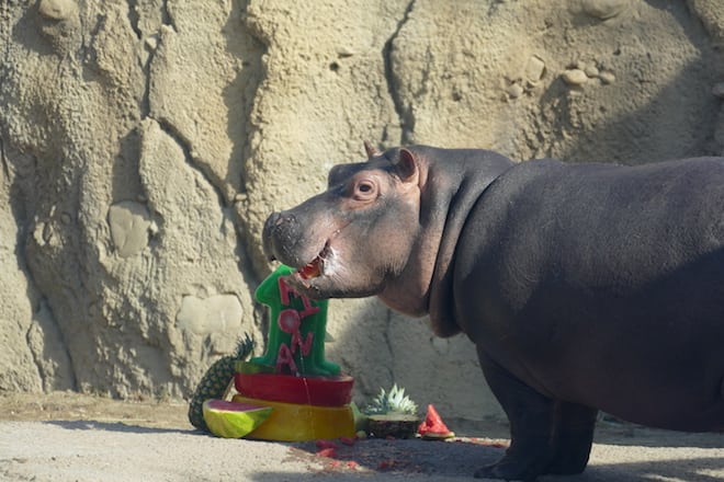 Fiona 2