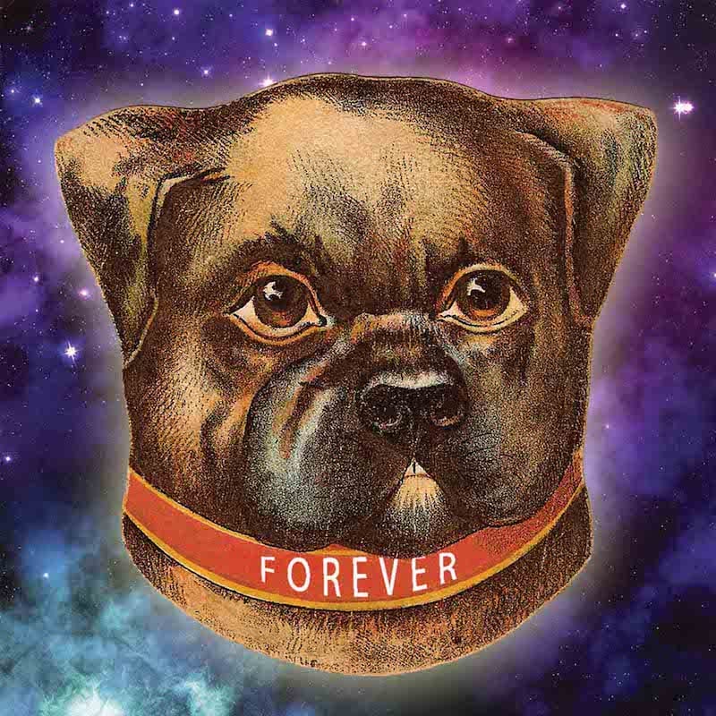 forever-dog-logo
