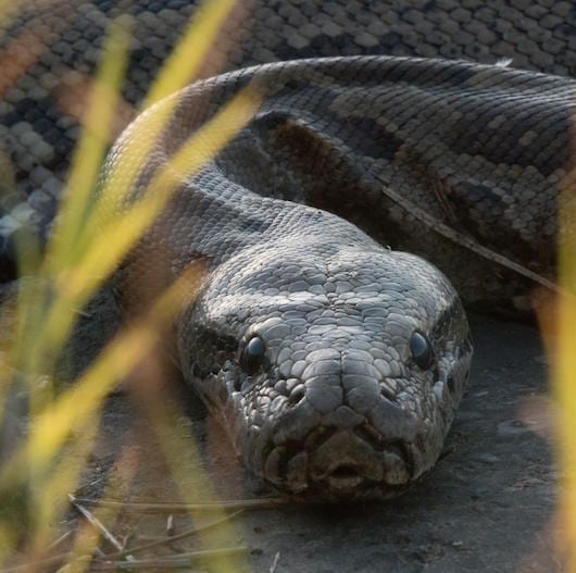 queen-of-the-pythons