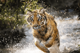 tiger