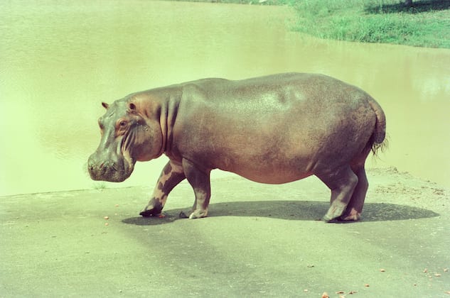 hippos
