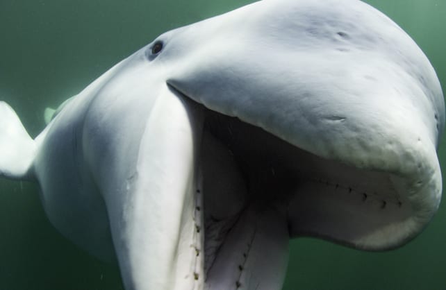 secrets-of-the-whales