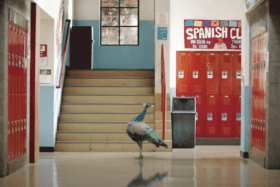 Peacock announces Saved by the Bell premiere date