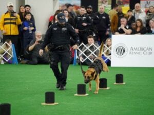 AKC unleashes programming plans