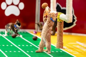 The Kitten Bowl gets a new name and a new home