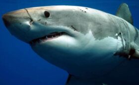 Discovery's Shark Week kicks off July 24