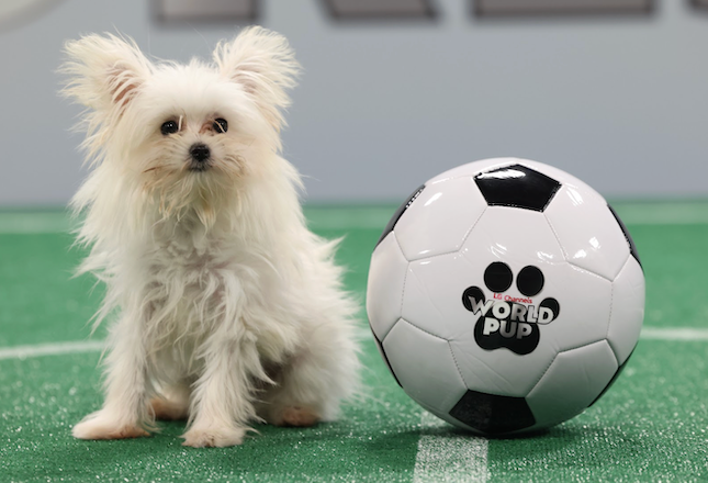 Cynopsis 06/02/26: World Cup Gets the Puppy Treatment - Cynopsis